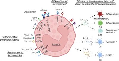 Basophils control T cell priming through soluble mediators rather than antigen presentation